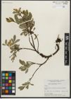 Foto von Salix myrtillifolia Anderson